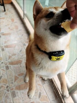 Sanftes Anti-Bell-Training – Empfohlen von Experten! review