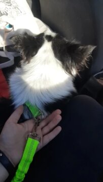 ANN.NUK - HUNDEAUTOGURT "FLEX" review