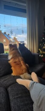 Sanftes Anti-Bell-Training – Empfohlen von Experten! review