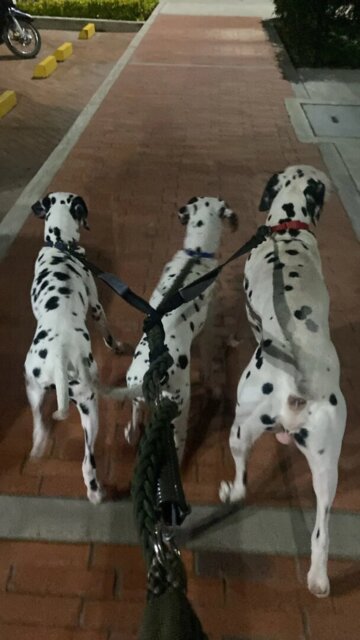 Laisse double pour chien - DuoFlex