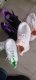 Women's Running Shoes