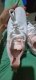 Women's Running Shoes